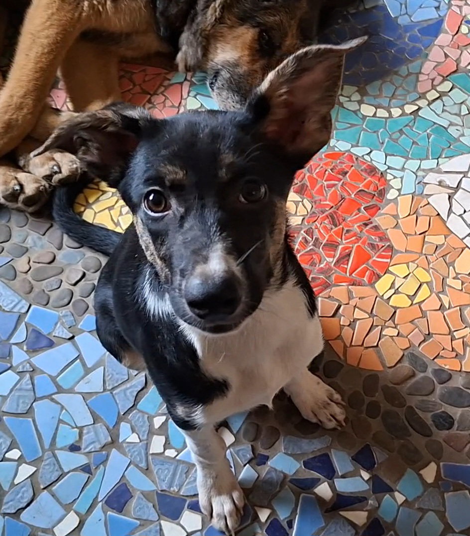 Sara