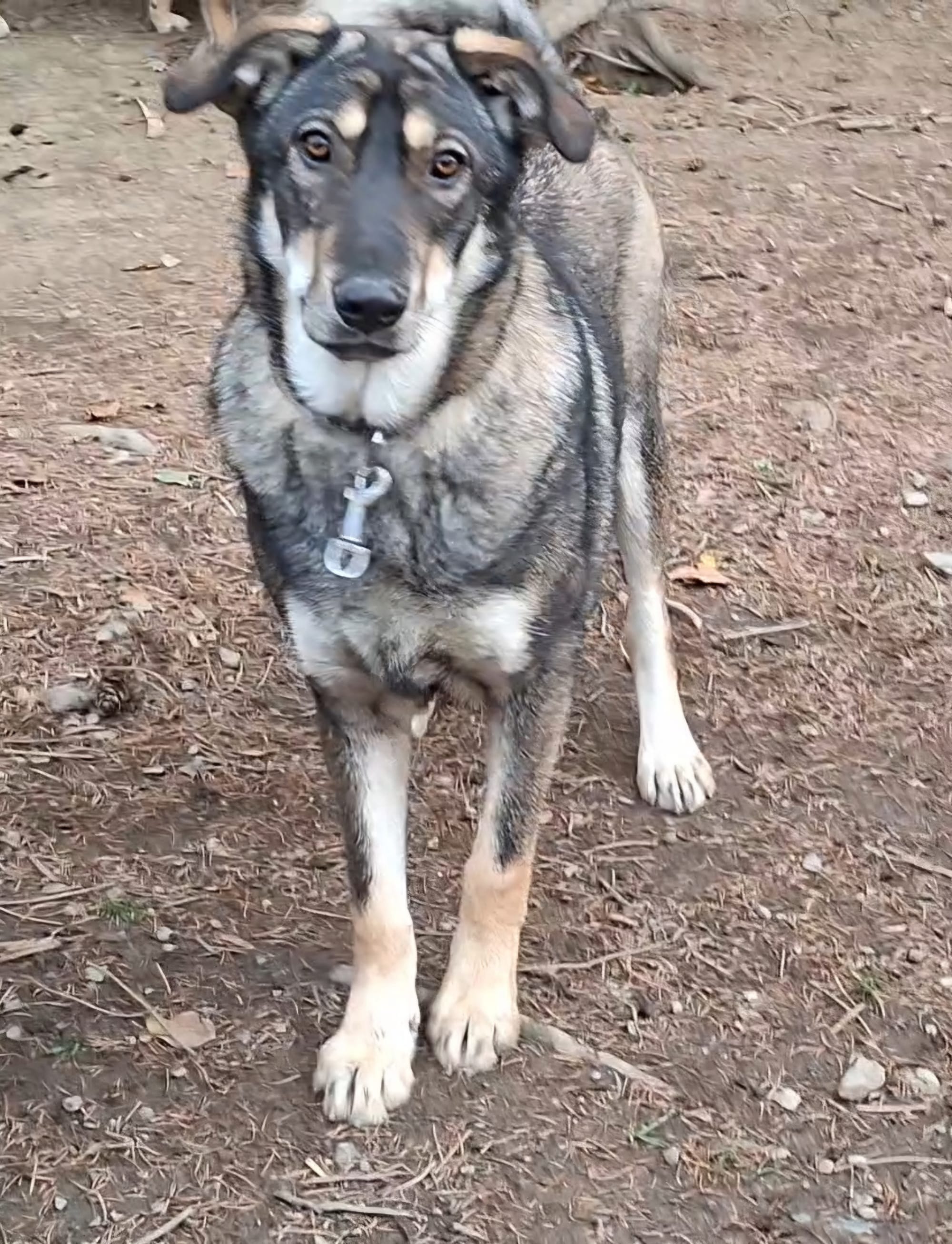 Nadia