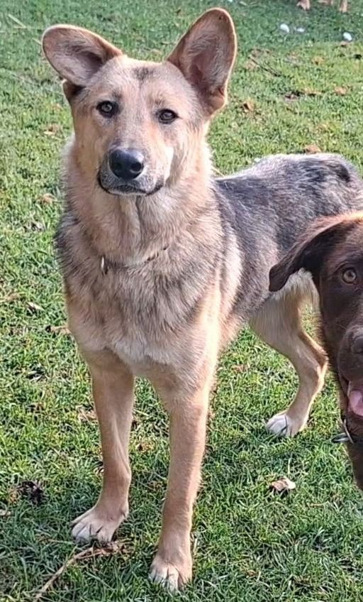 Fietje ist reserviert