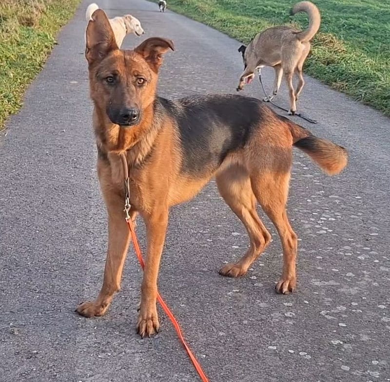 Dalia ist reserviert