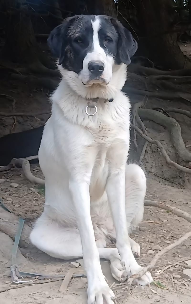 Lillie ist reserviert