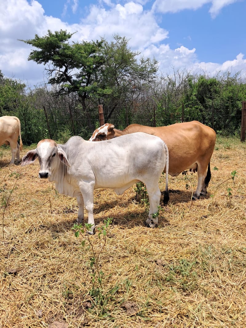Quarantaine du bétail imposée dans le district de Nebbi en raison d'une épidémie de fièvre aphteuse