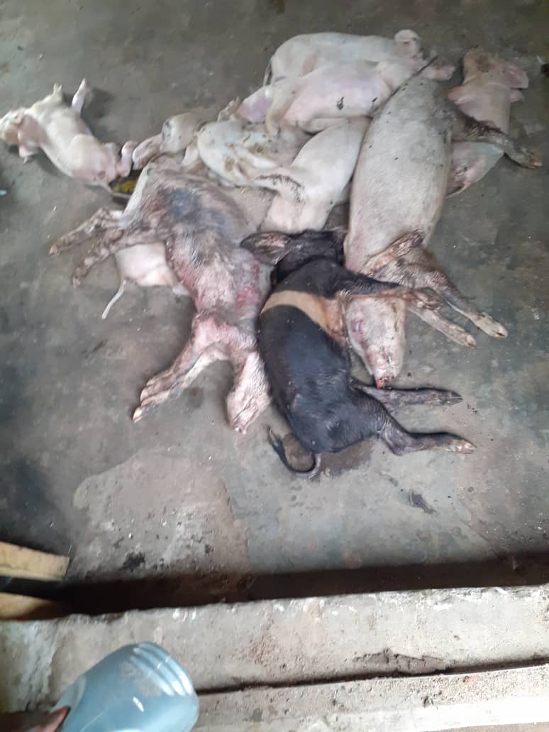 Farmers in Gulu District Count Losses as Suspected African Swine Fever Kills Over 80 Pigs