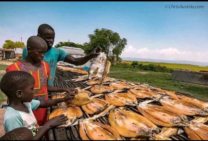 Nebbi District's Meat Ban Spurs Increased Demand for Fish and Legumes