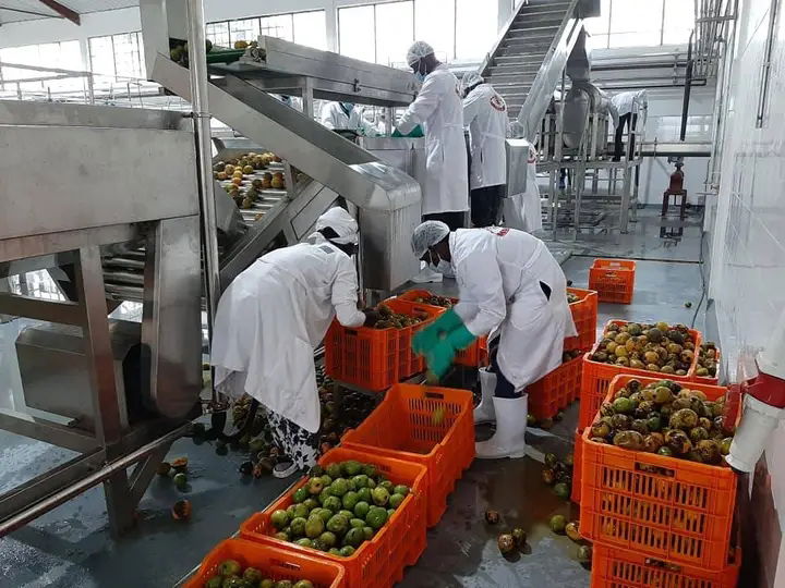 Yumbe Mango Processing Factory Finally Opens After 5-Year Delay