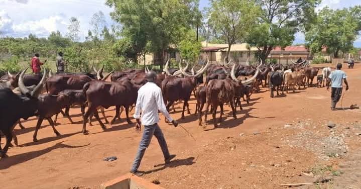 Museveni Condemns Lawlessness of Balaalo Pastoralists in Northern Uganda