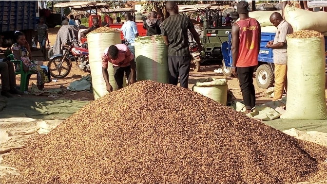 Zombo to Host Agricultural Trade Show and Coffee Conference in November