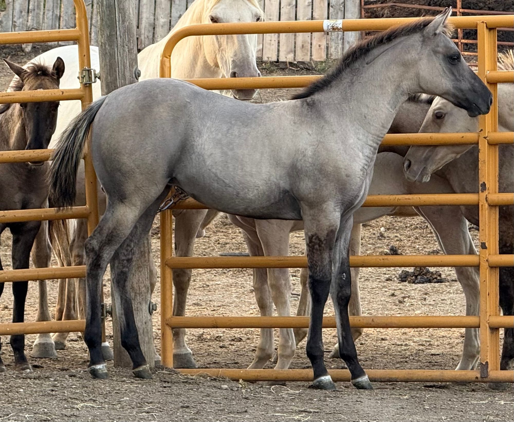 Kros Xtravagant Rose