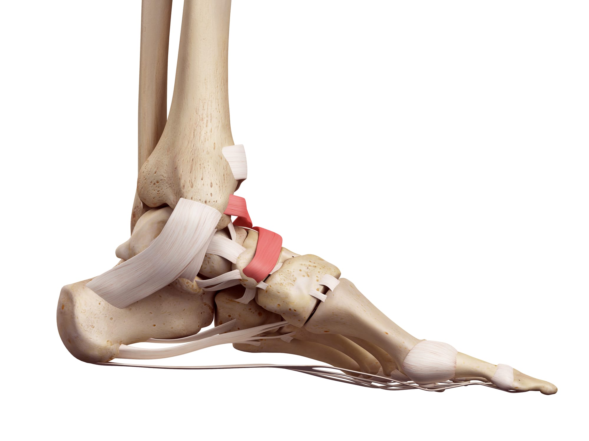 Latreal ligament of the Ankle
