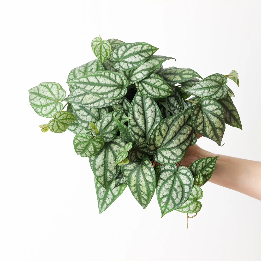 Piper Sylvaticum - Mountain Long Pepper Plant
