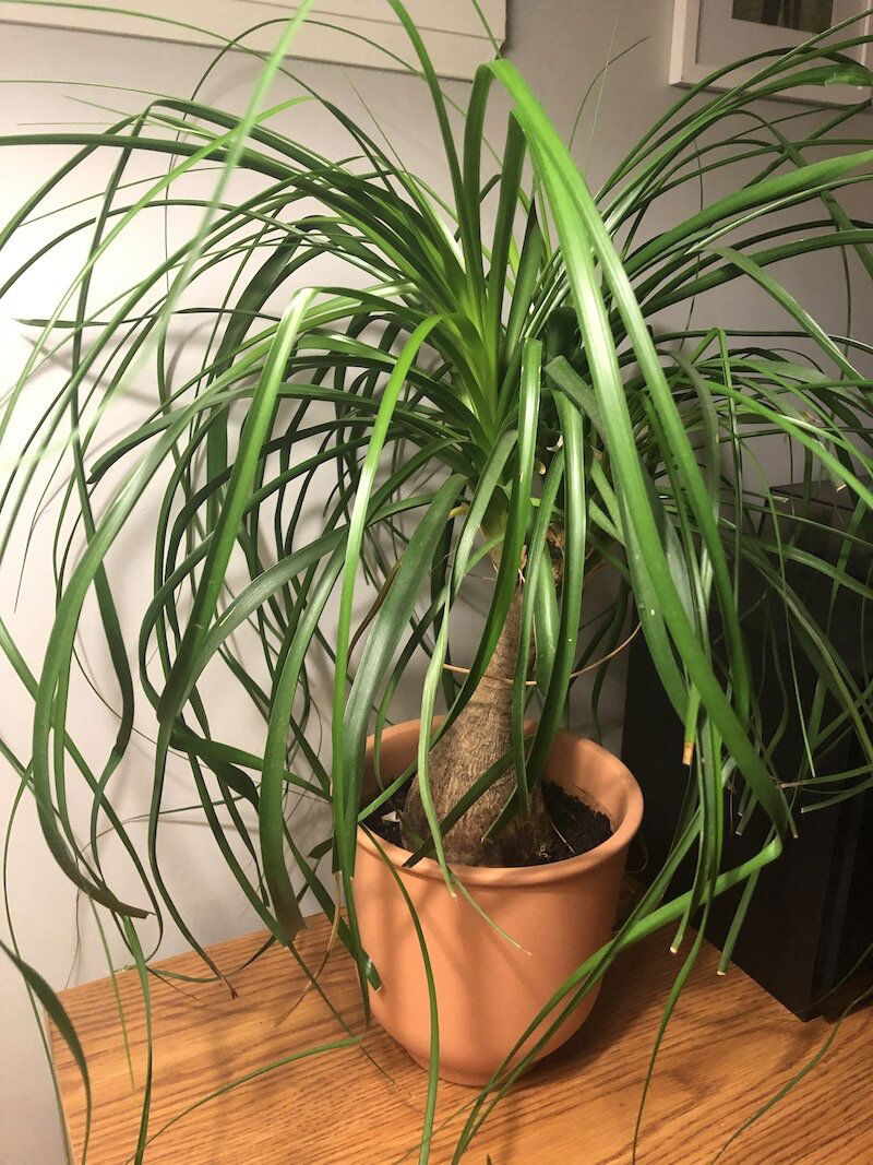 Ponytail Palms - Beaucarnea Recurvata