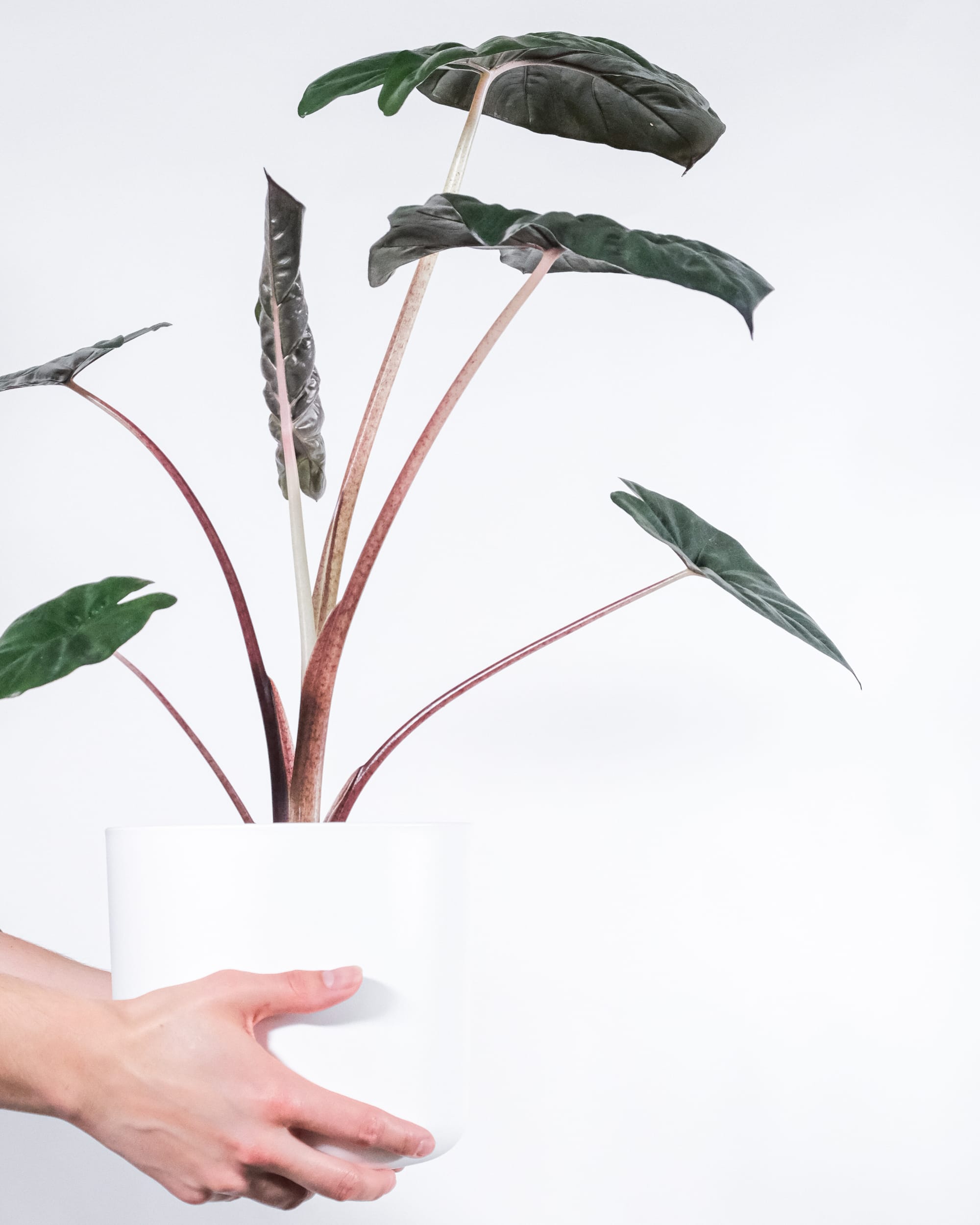 Alocasia 'Yucatan Princess' - A. Sarawakensis