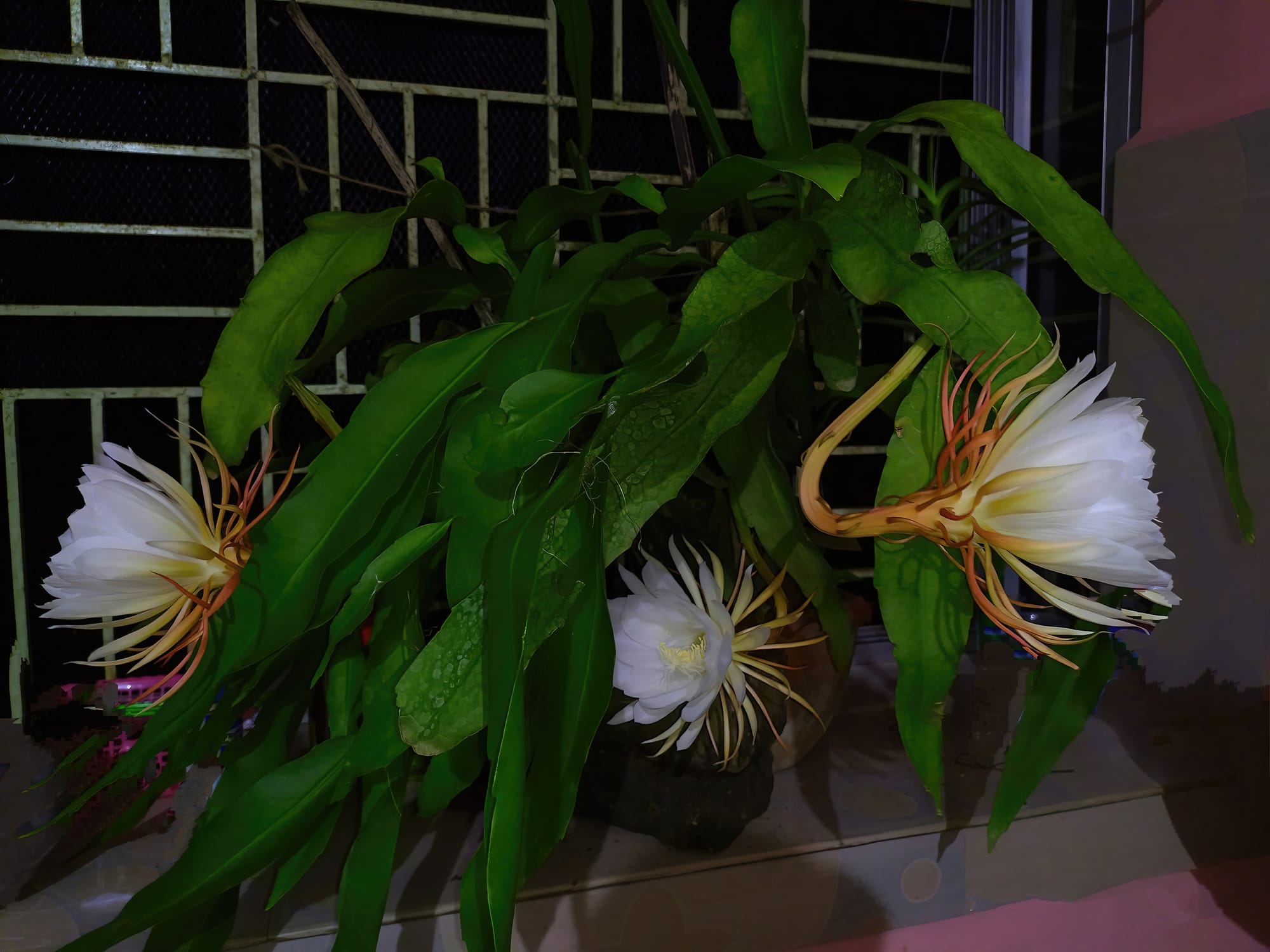 Dragonfruit - Hylocereus/Selenicereus (Pitahaya)