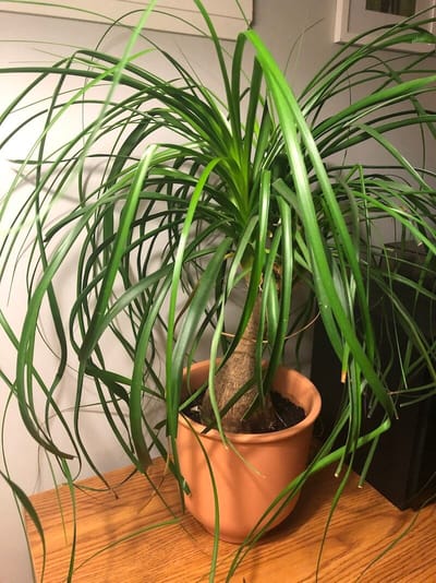 Ponytail Palms - Beaucarnea Recurvata