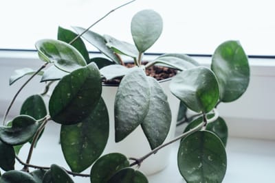 Hoya (All Species)