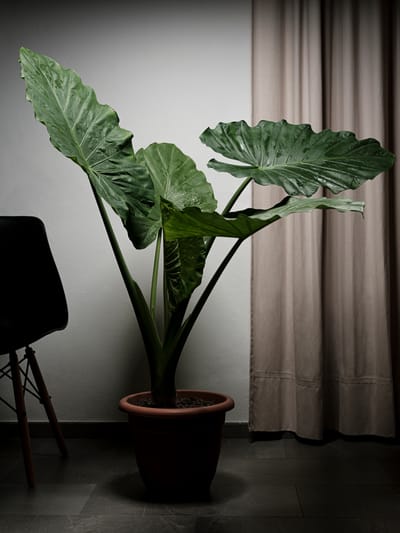 Alocasia Macrorrhizos - Elephant Ears