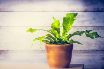 Crocodile Ferns - Microsorum Musifolium 'Crocodyllus'