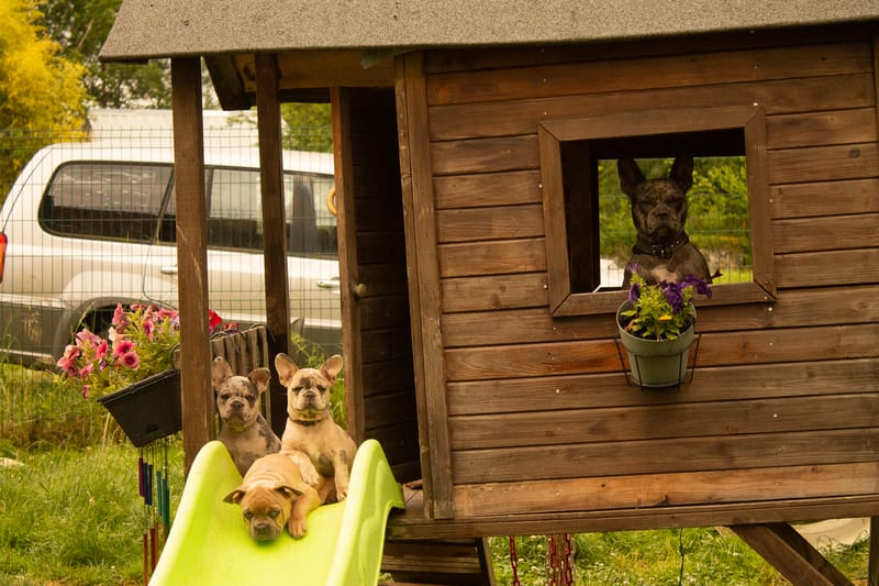 Portées passées et à venir