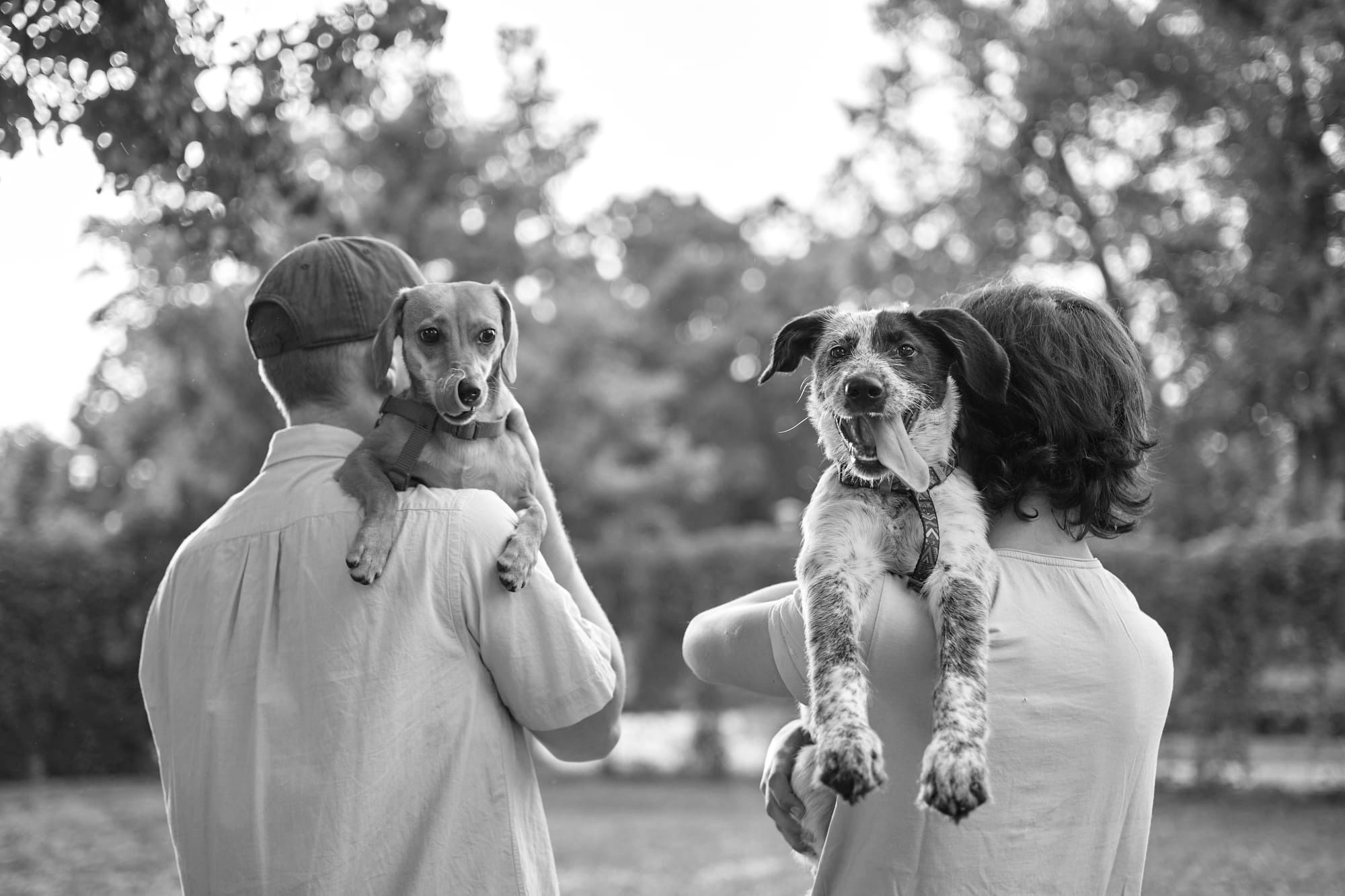 Who Gets the Dog? Why Pet Custody Shouldn’t Be a Fight