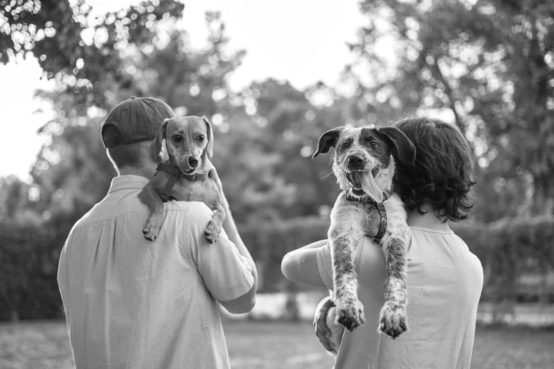 Who Gets the Dog? Why Pet Custody Shouldn’t Be a Fight