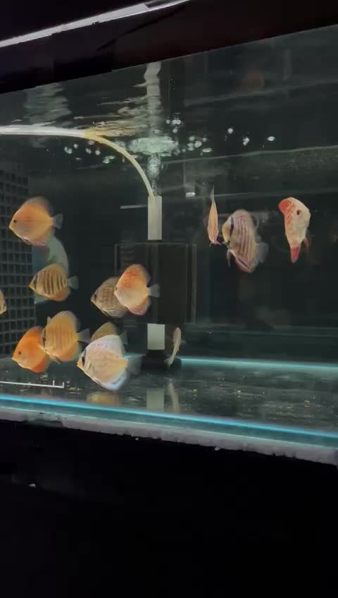 Food video thumbnail