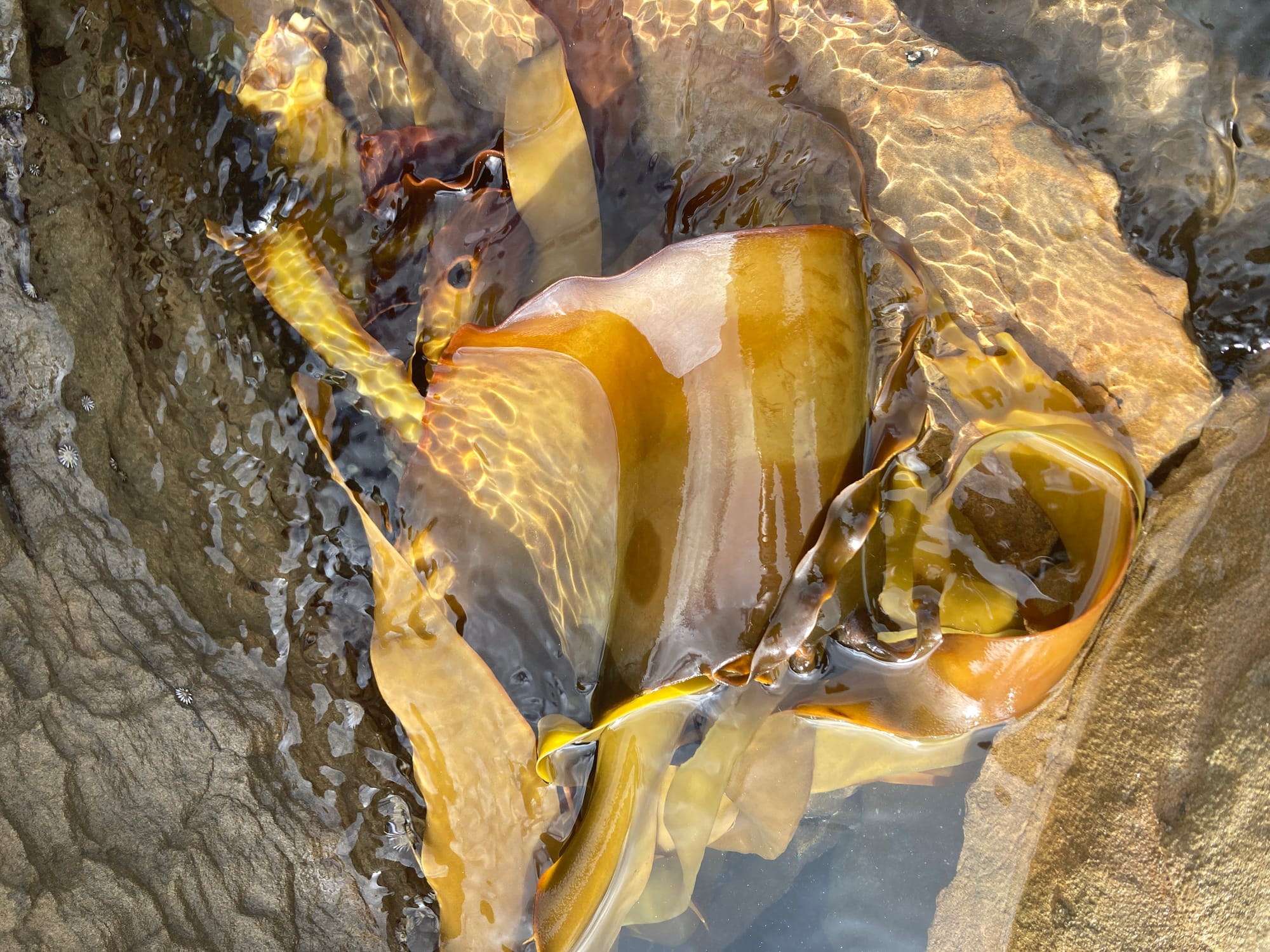 Rockpool research