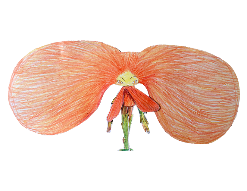 Dillwynia sericea Showy Parrot-pea
