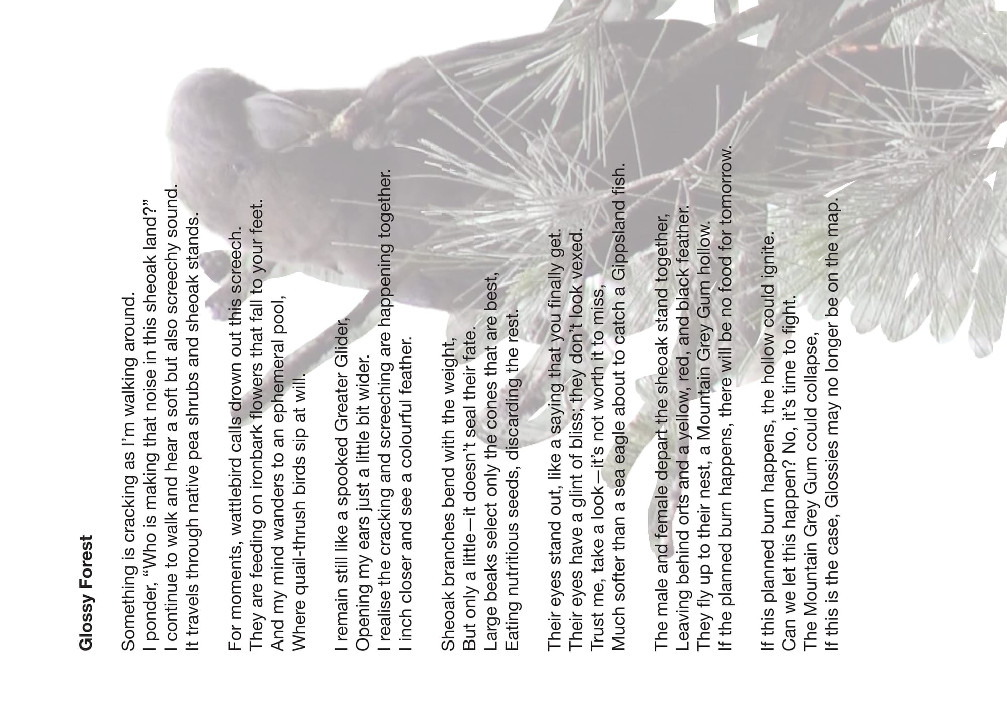 Glossy Black Cockatoo Zine - Side B