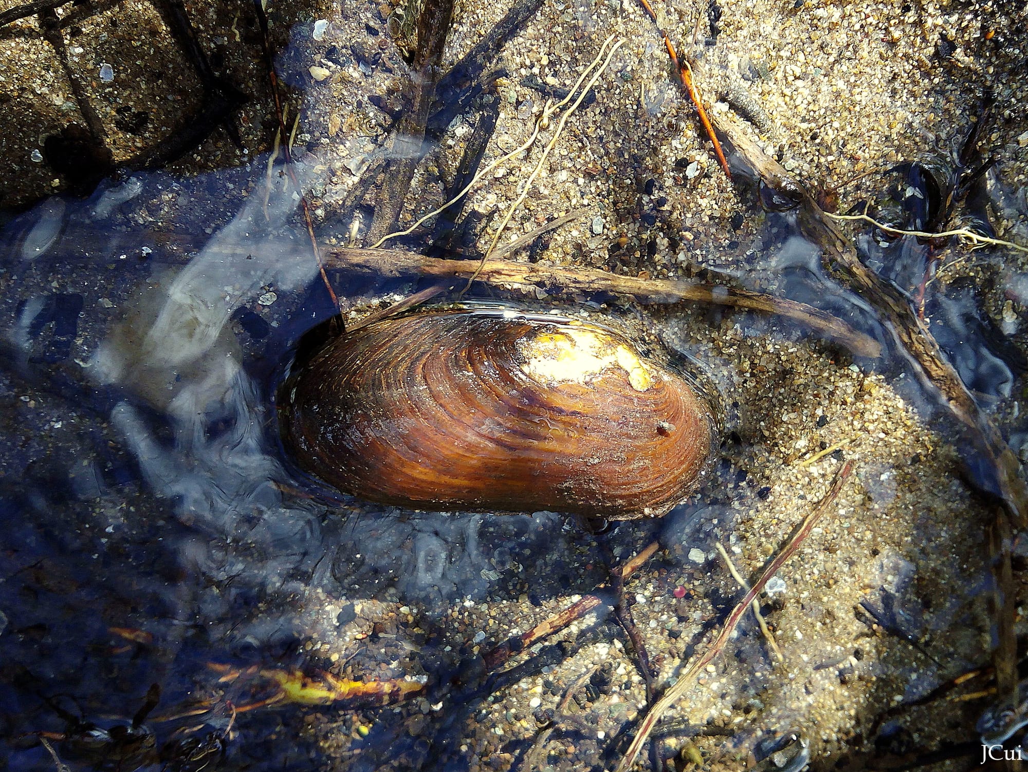 Fotografía tomada no río Arnego. Carmoega. Agolada.