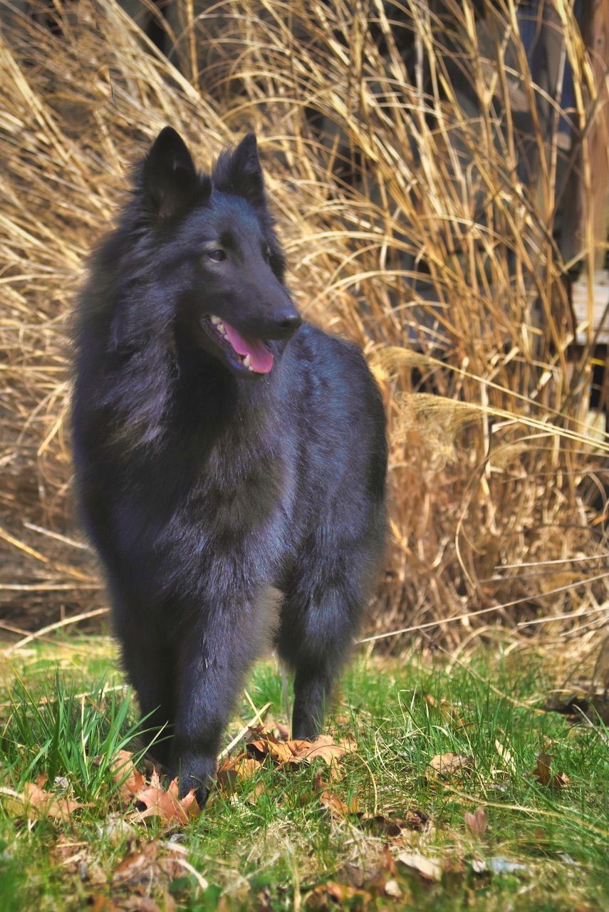 FINLAY