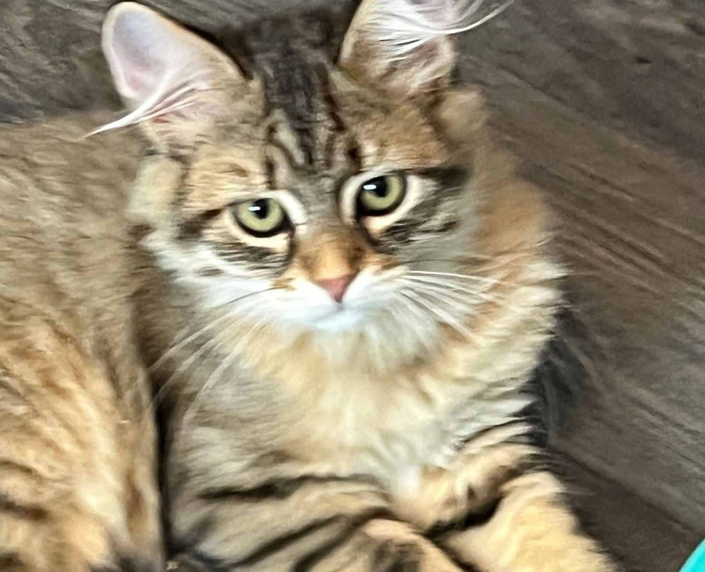 Male  brown golden tabby