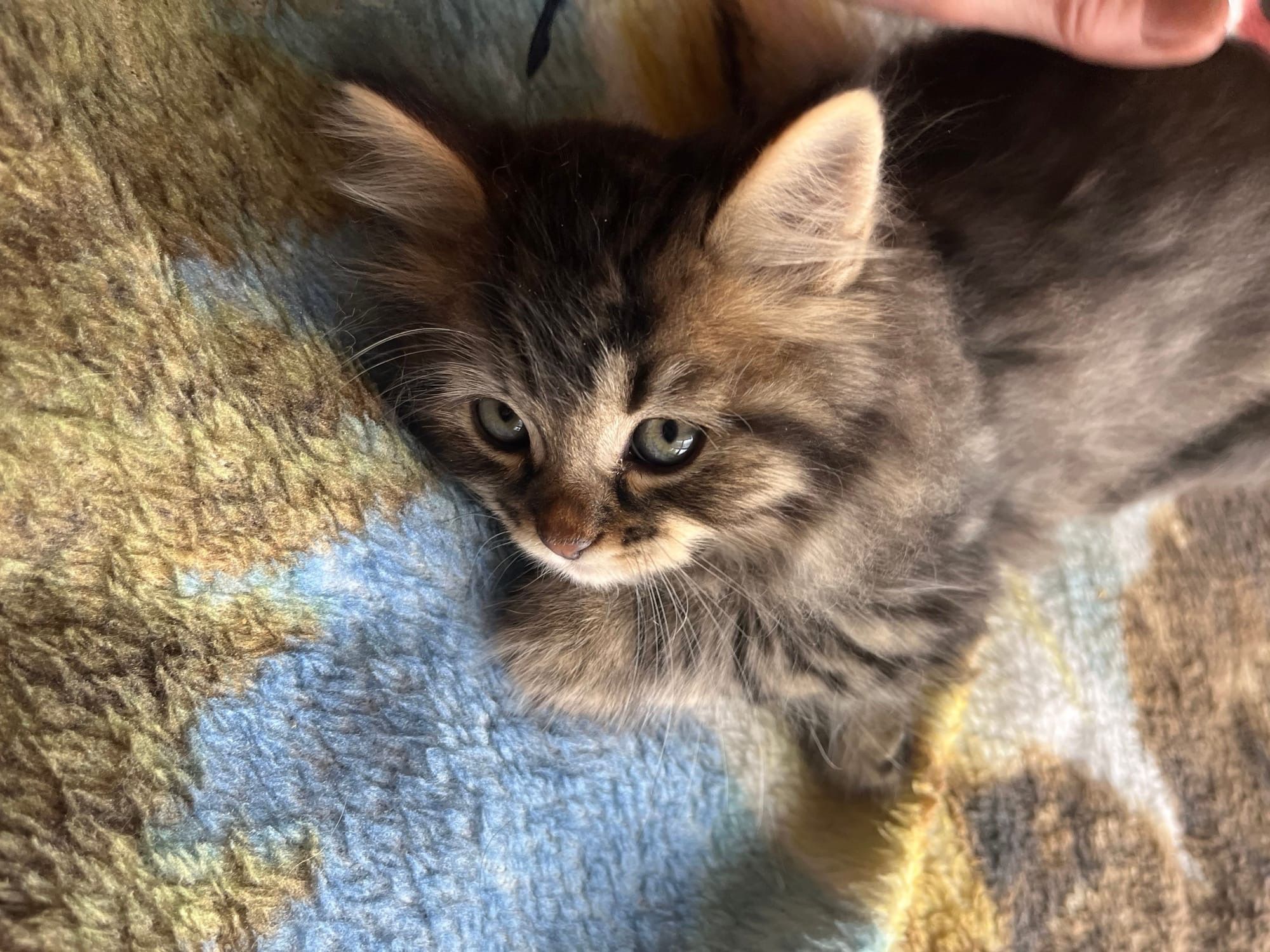 Female black silver tabby