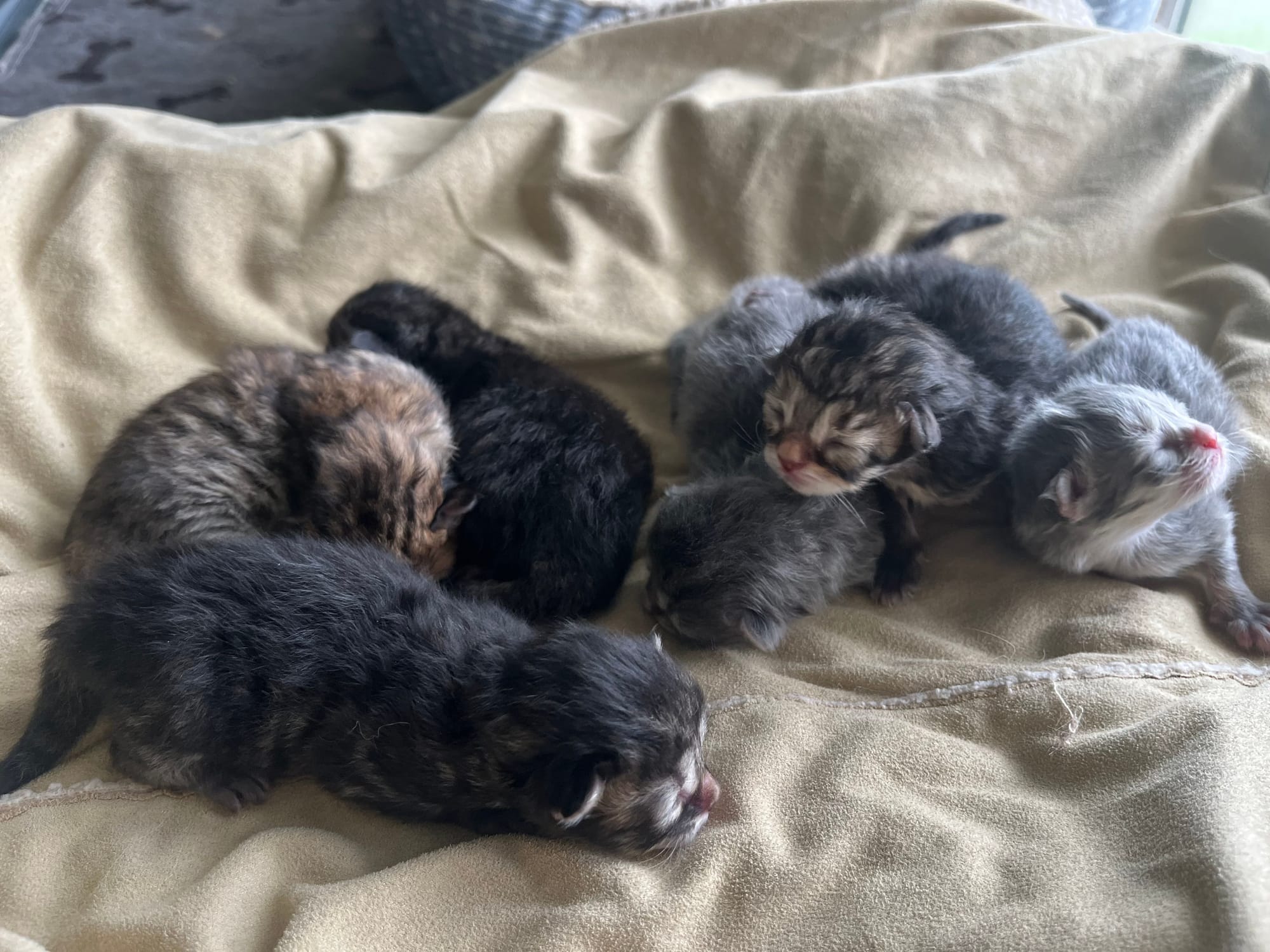 Kittens