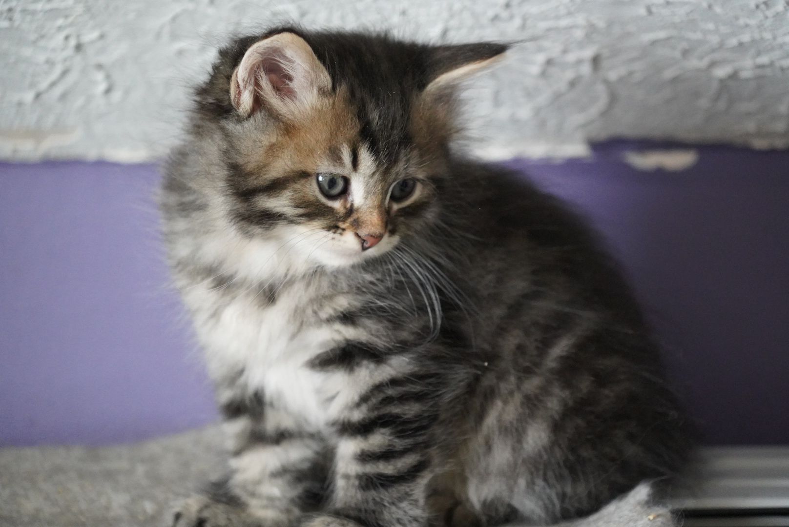 Lynx male