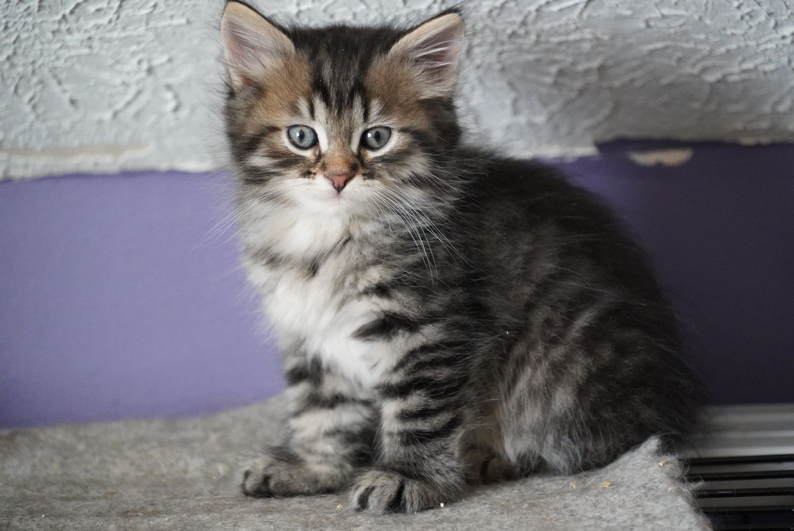 Lynx Male