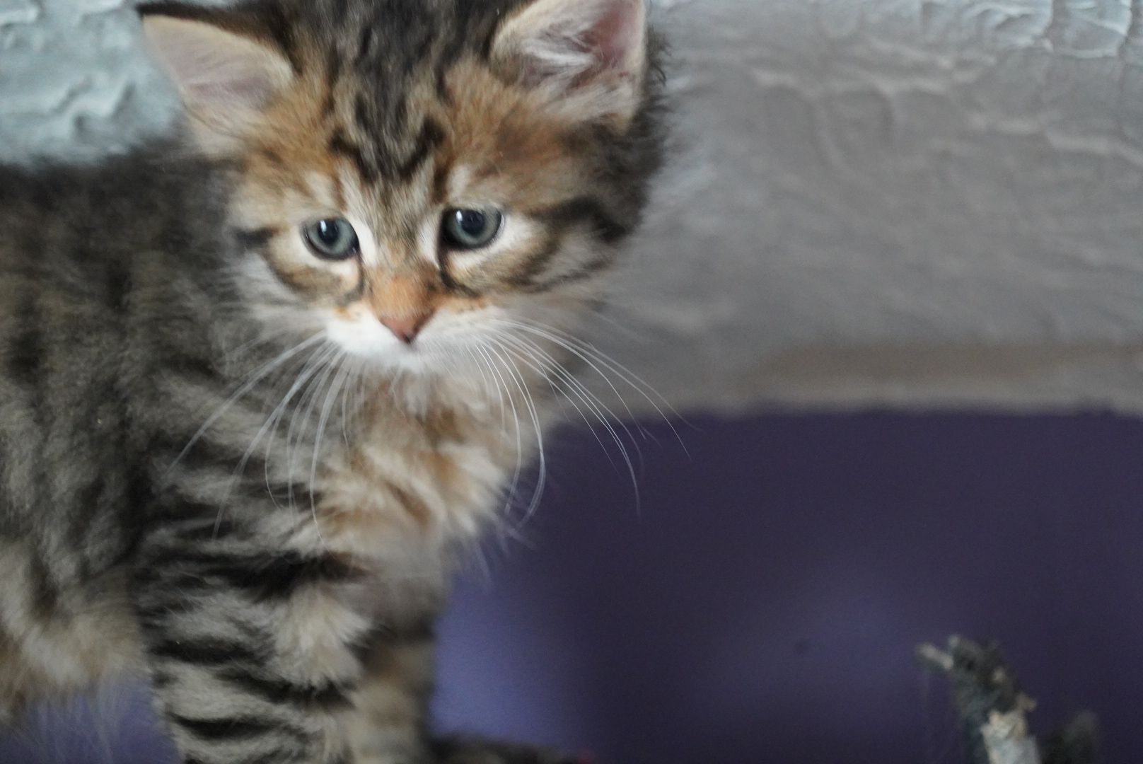 Amber female