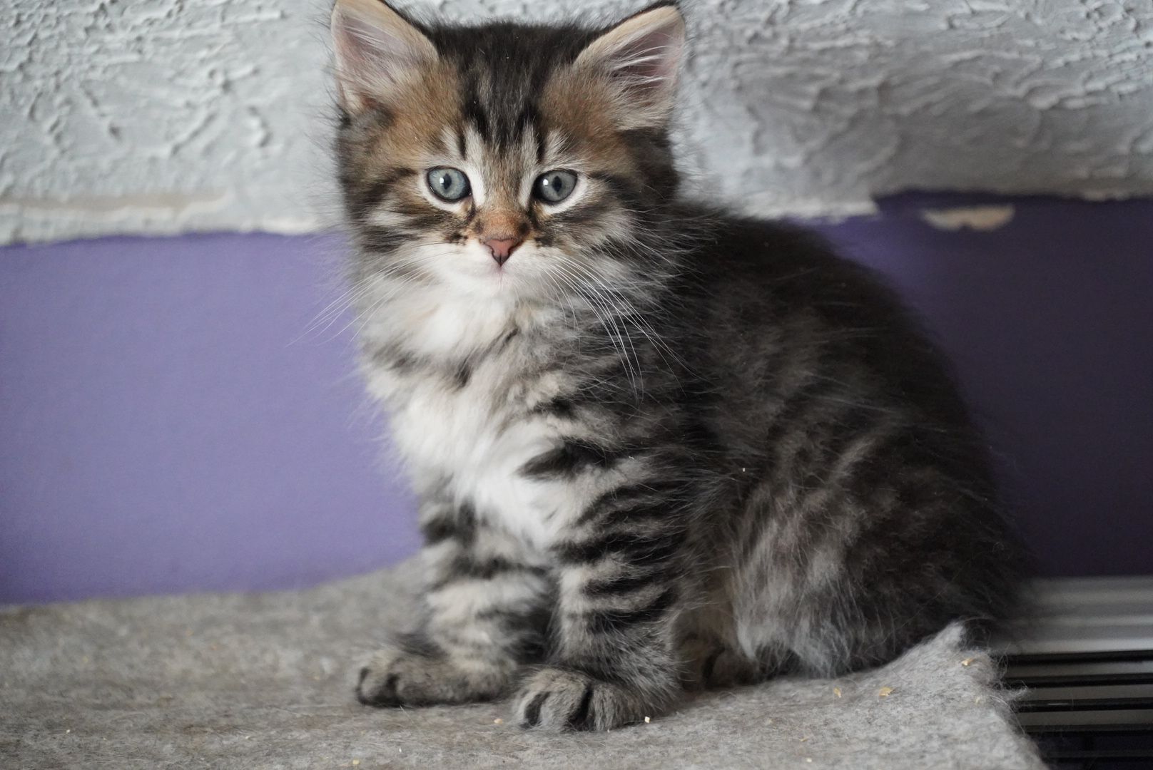 Lynx
