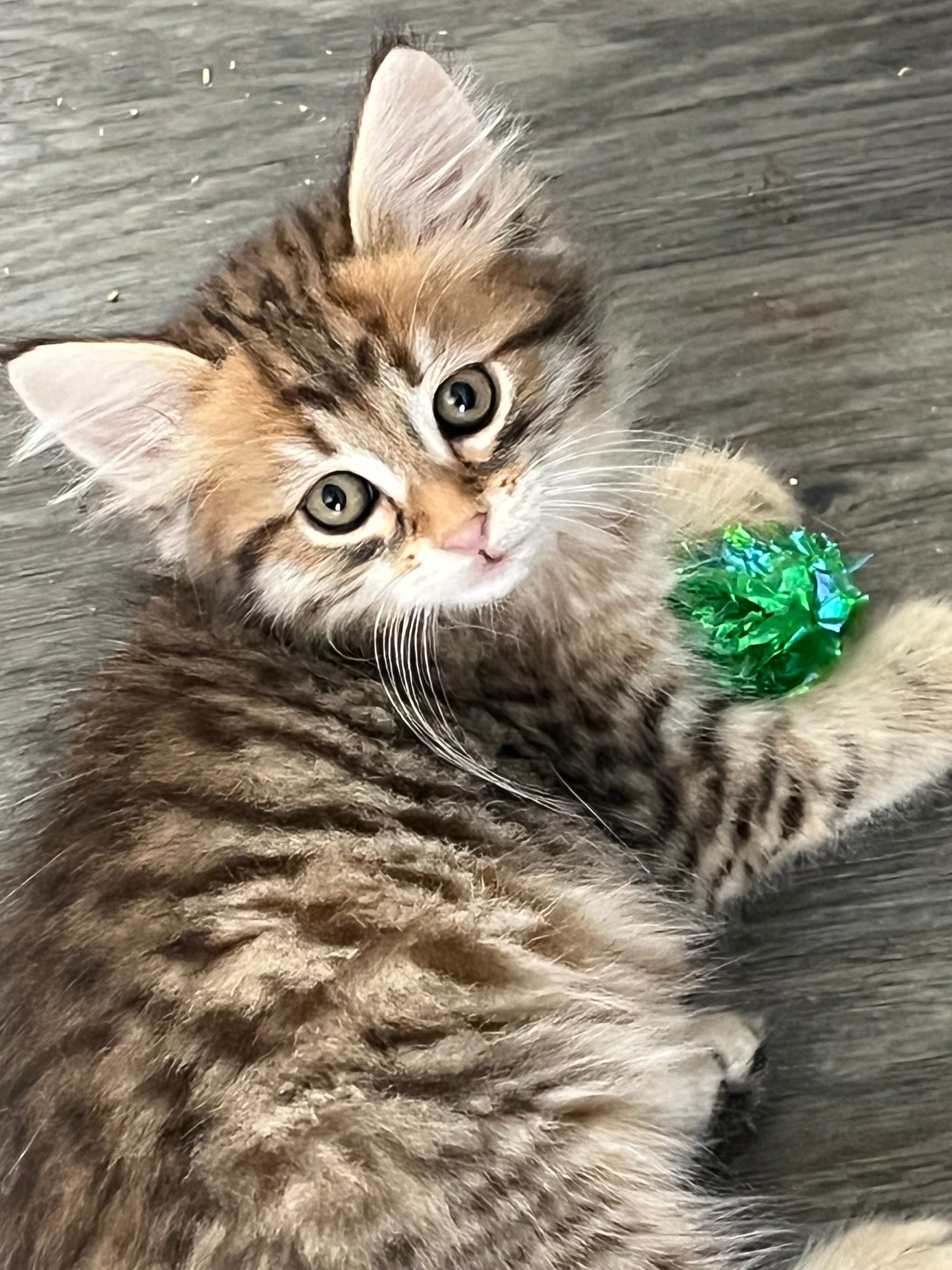 Golden  male