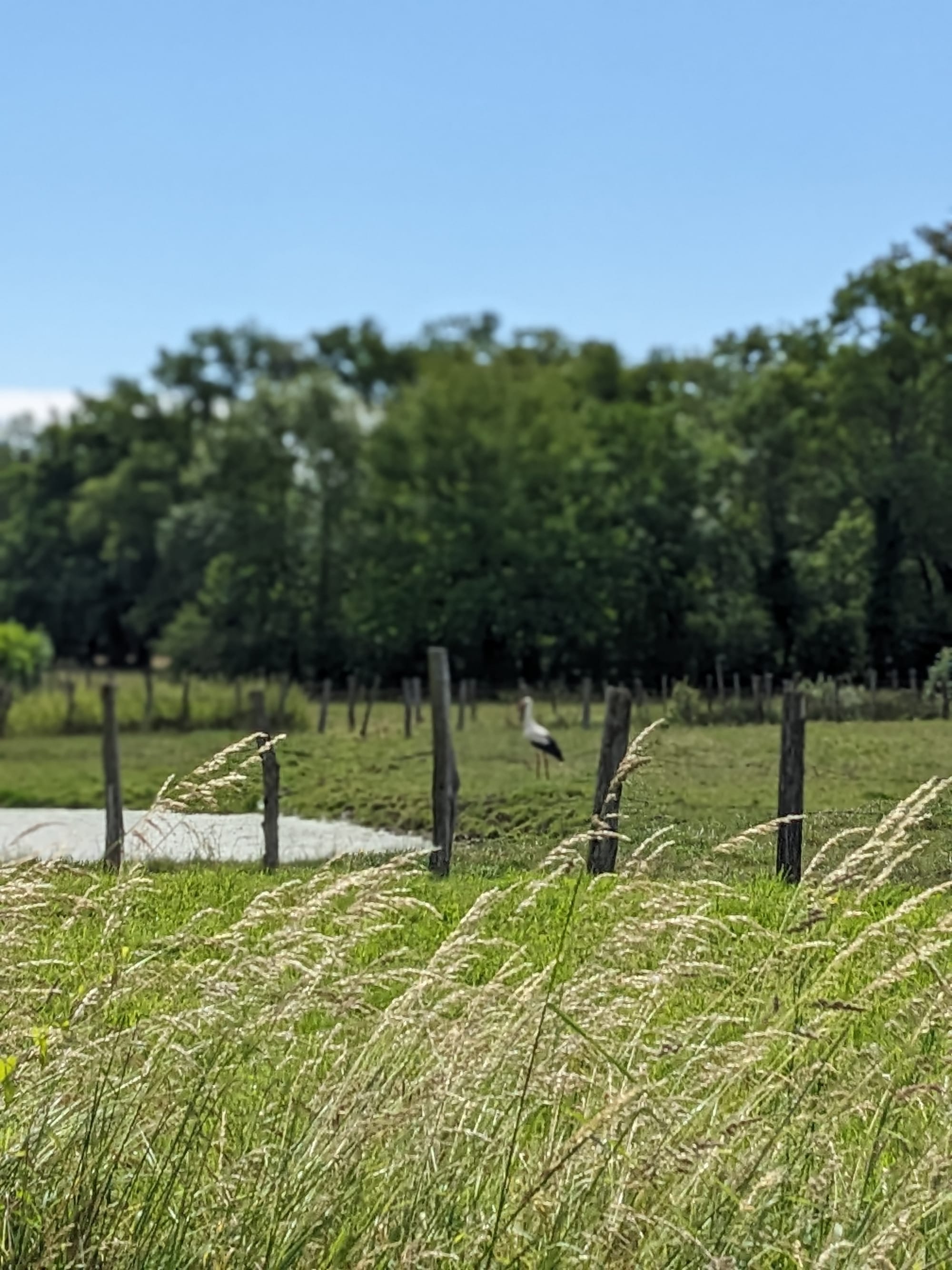 Etude de faisabilité de la préservation du complexe prairies humides bocagères de la basse vallée de la Reyssouze