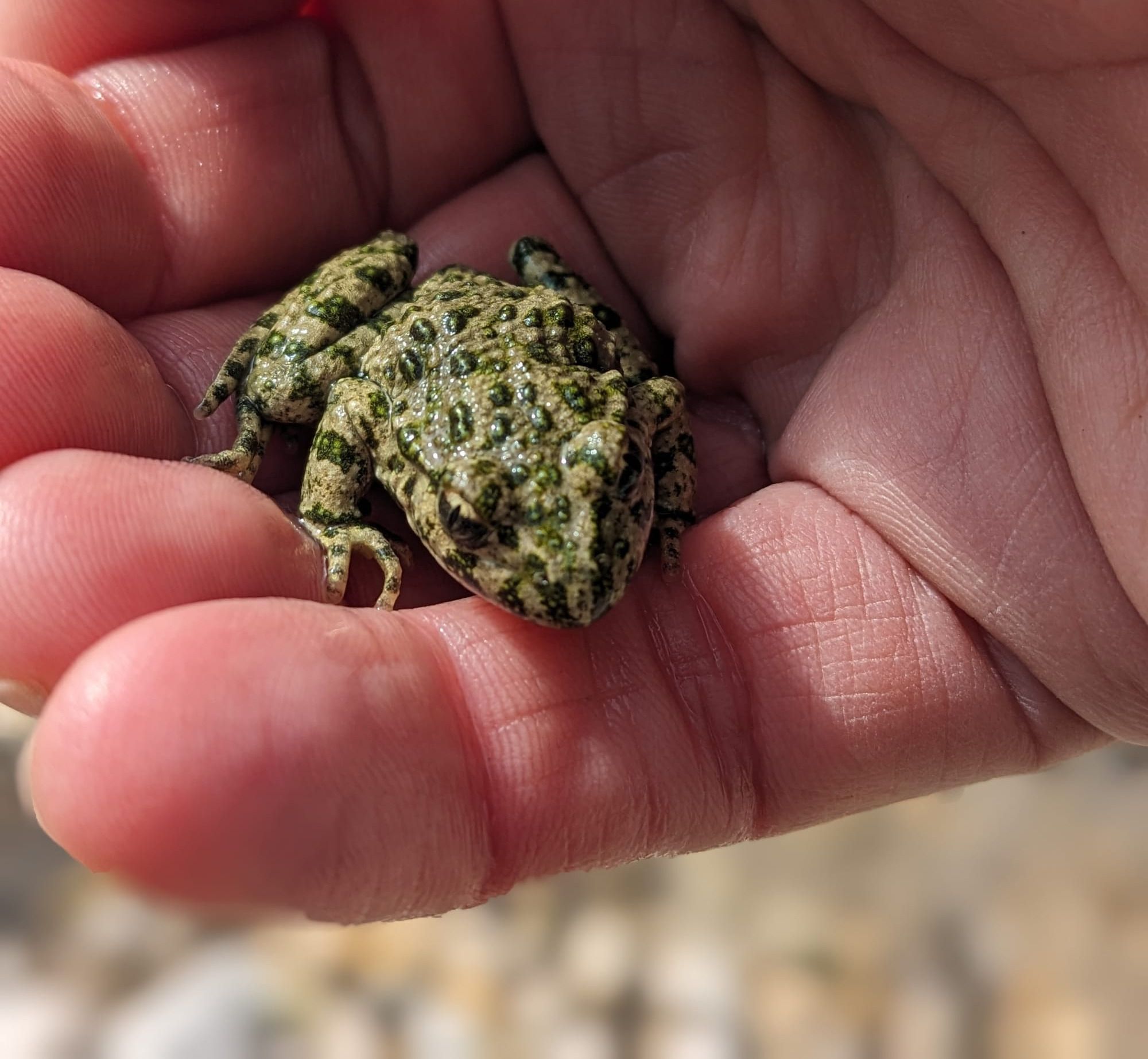 Mesures compensatoires - déplacement des amphibiens