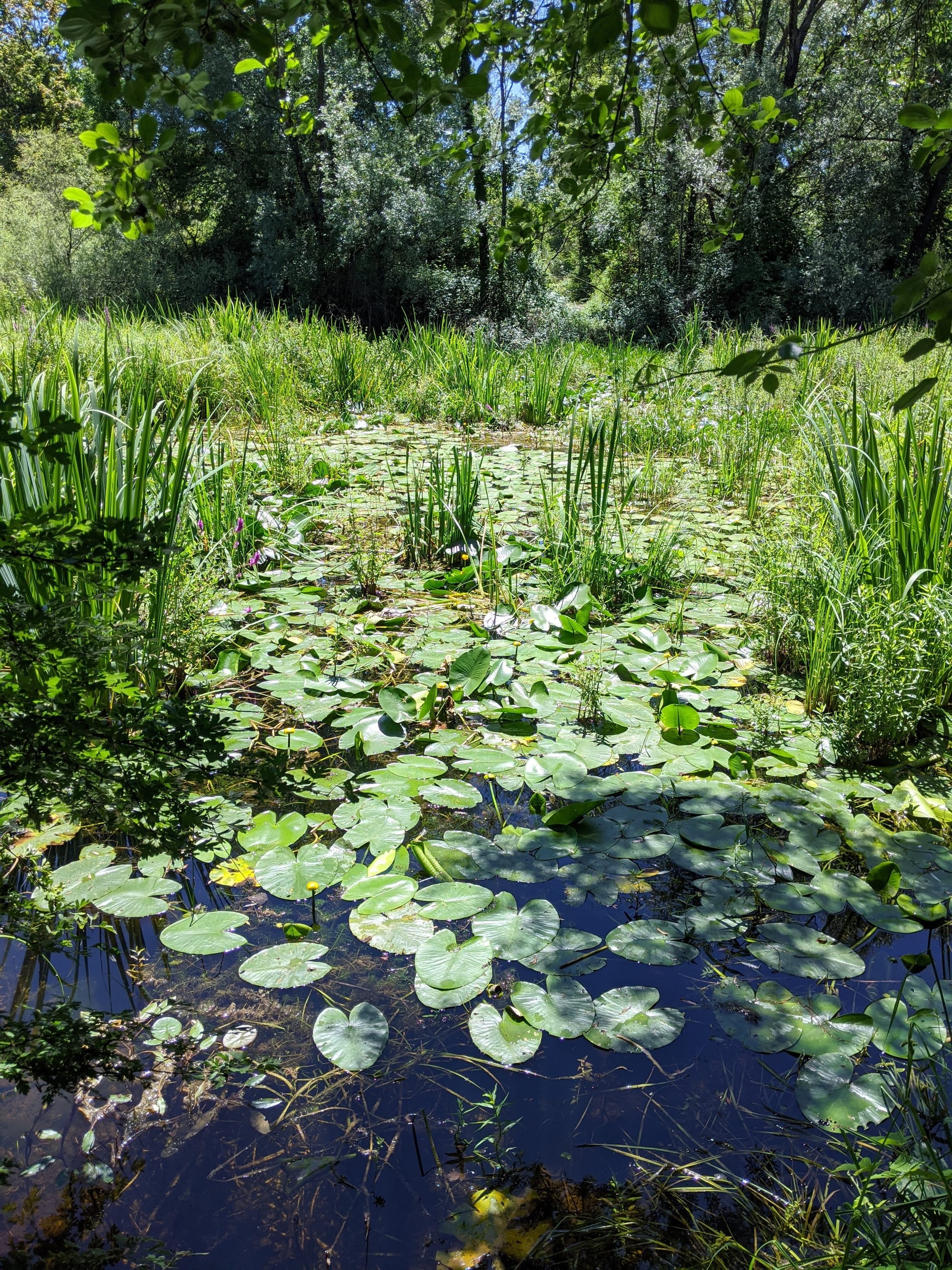 Mise en place d'un suivi de végétation - camp militaire de la Valbonne