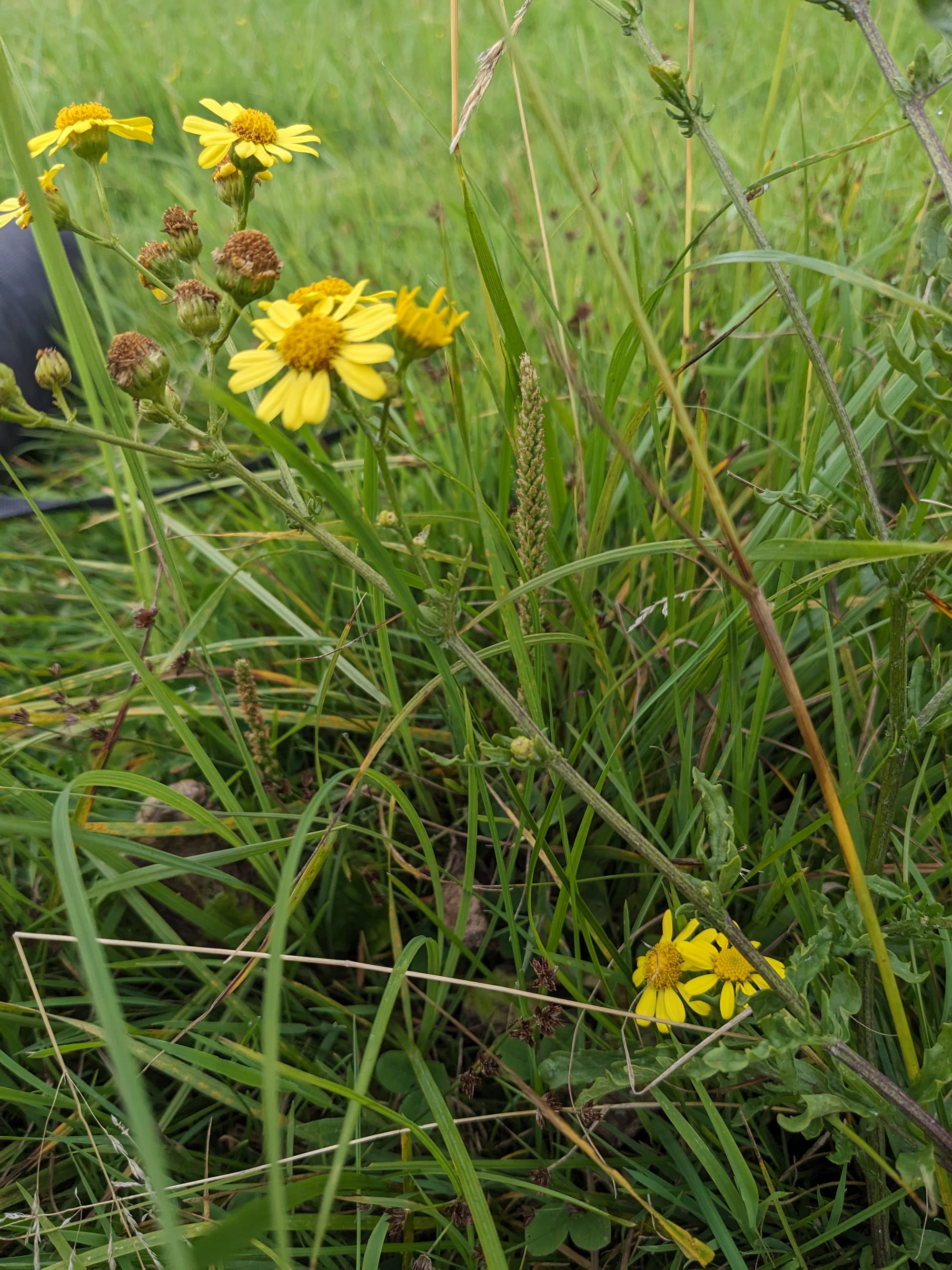 Mise à jour inventaire floristique de la végétation terrestre du bord du lac de Nantua (01)