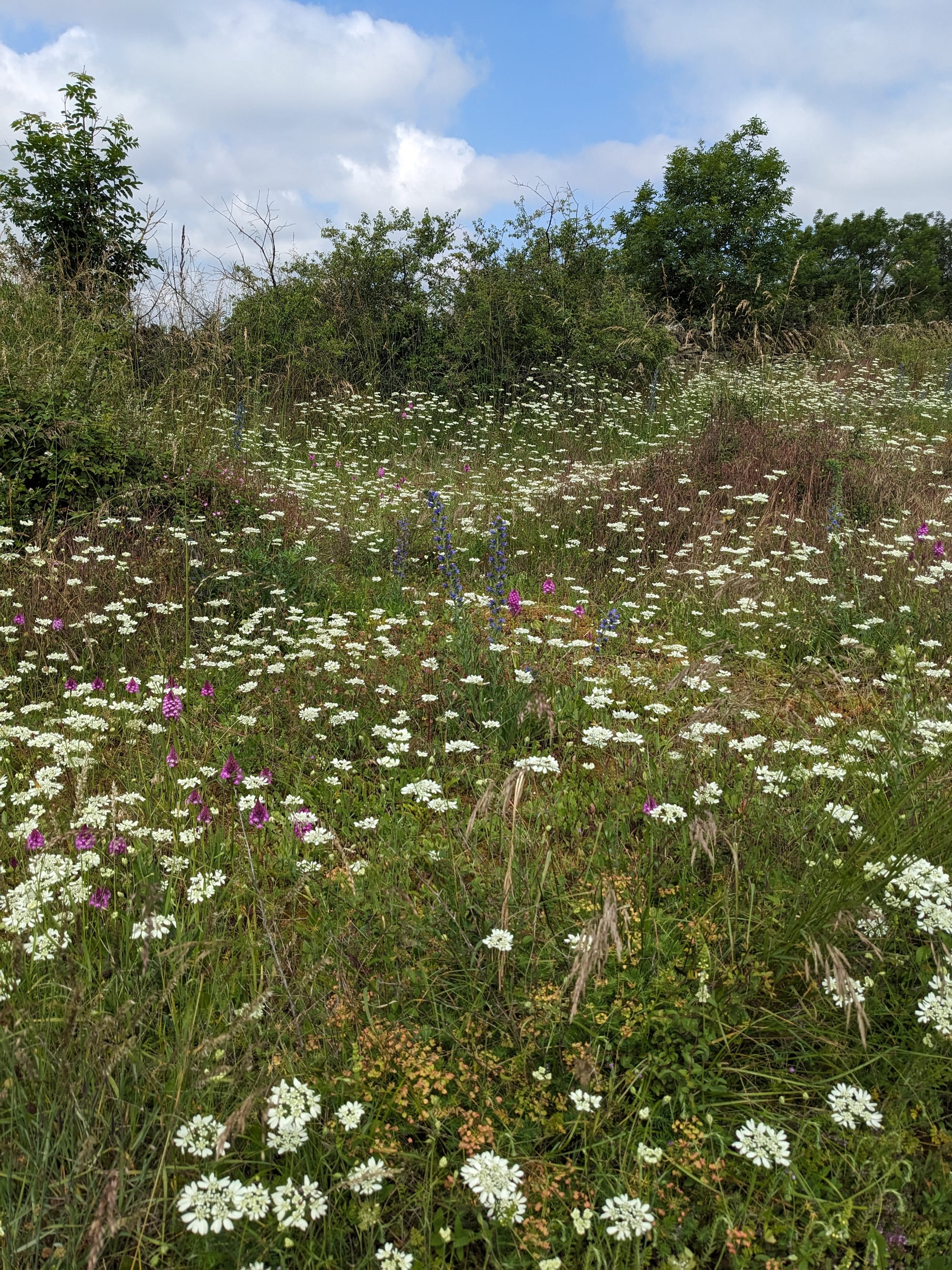 Révision du plan de gestion des anciennes carrières de Villebois - CEN (2024-25)