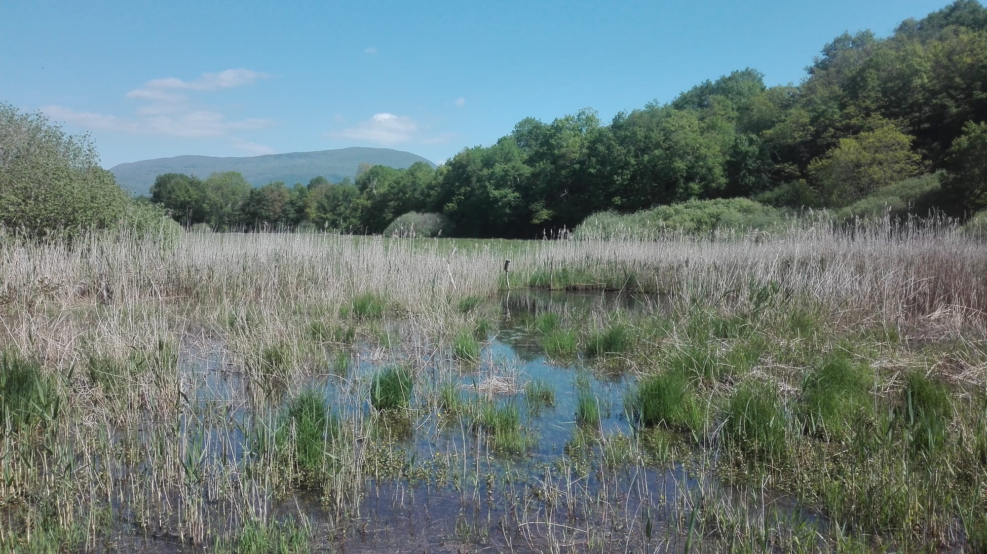 Révision du plan de gestion du marais de Montbreyzieu - CEN (2019-20)