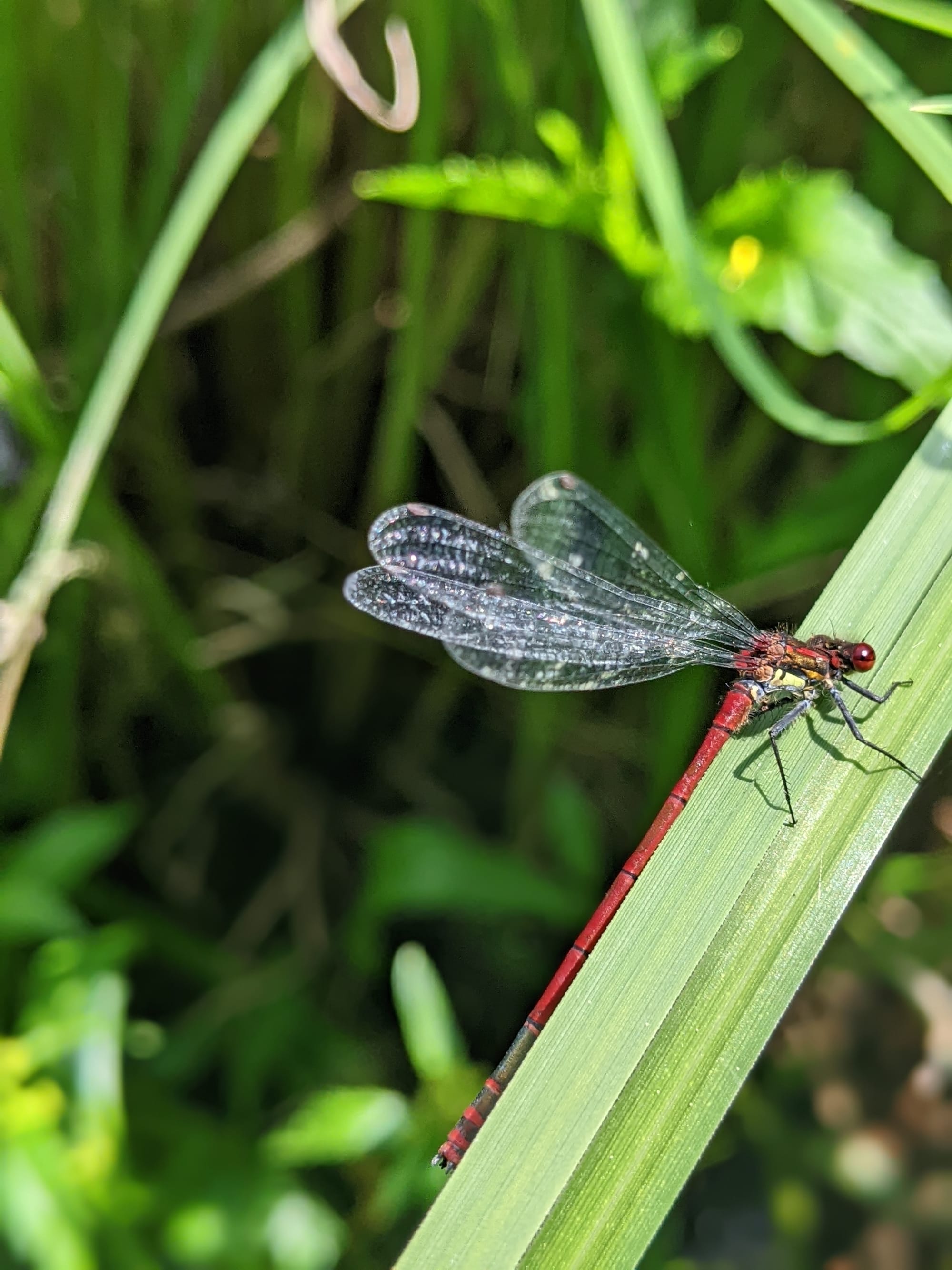 Suivi libellules sur le marais de Montbreyzieu - CEN (2023)