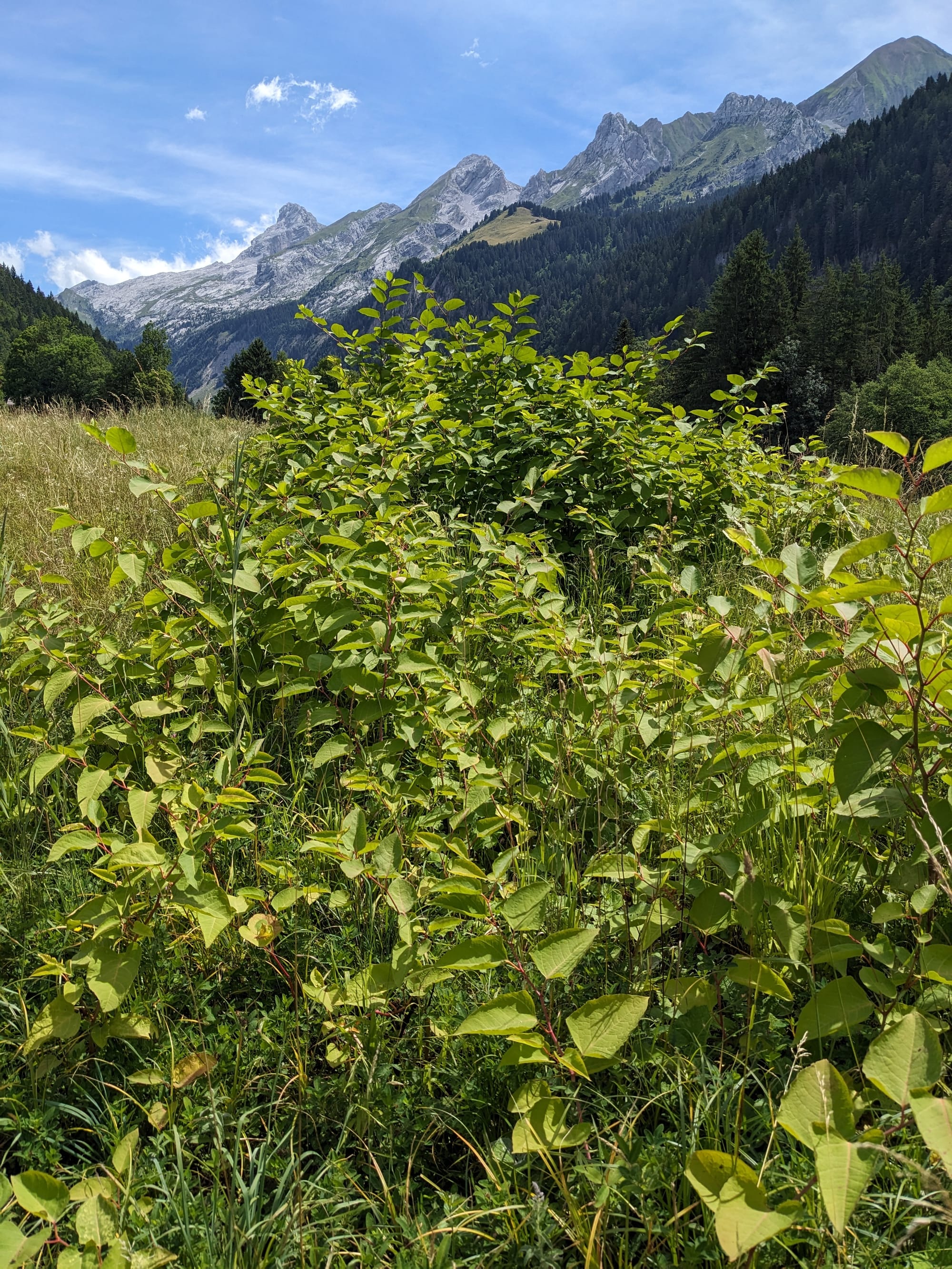 Mini-guide lutte contre les invasives - CEN (2020)