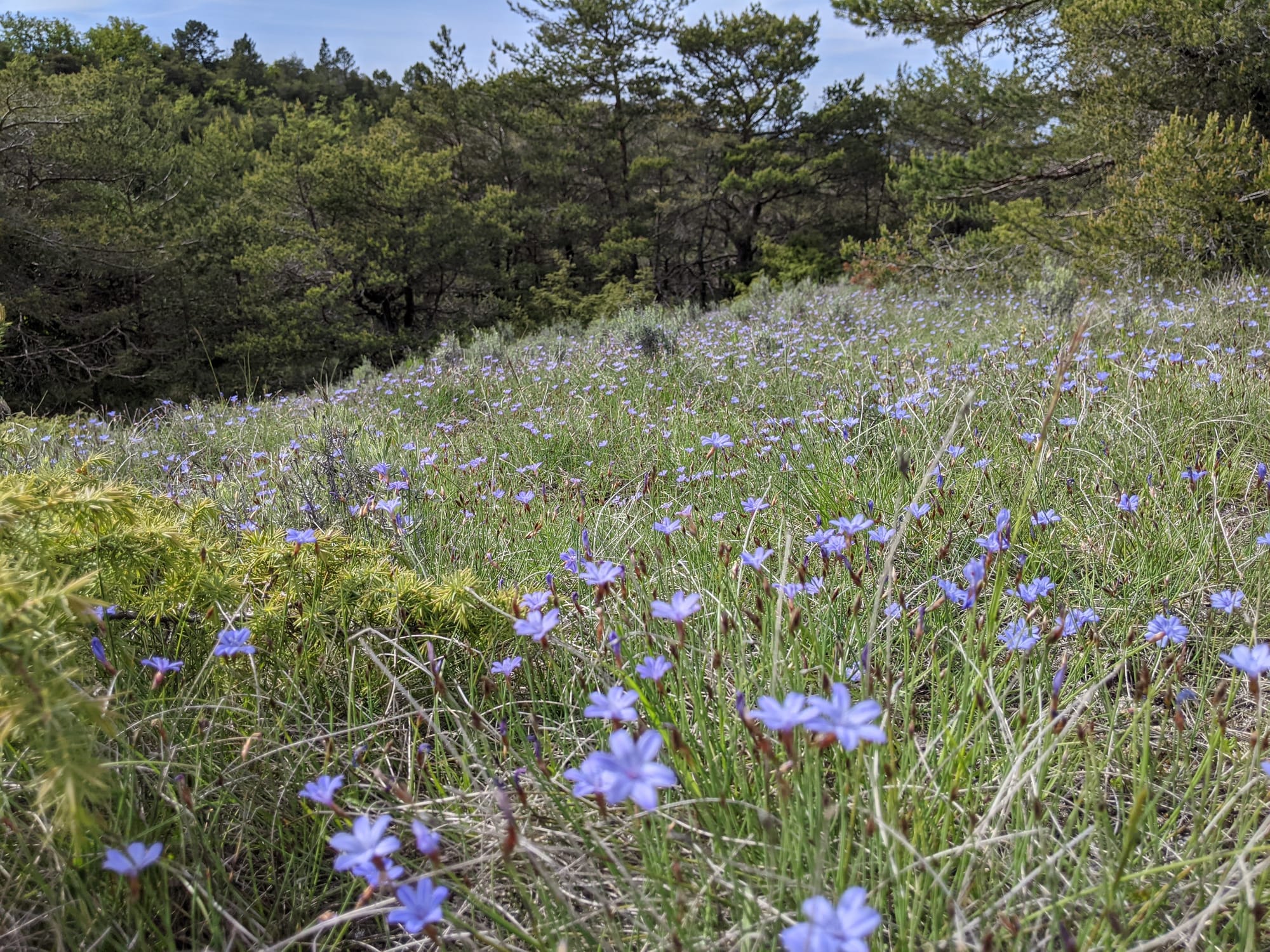 Cartographie des habitats du Riff - CEN (2021)