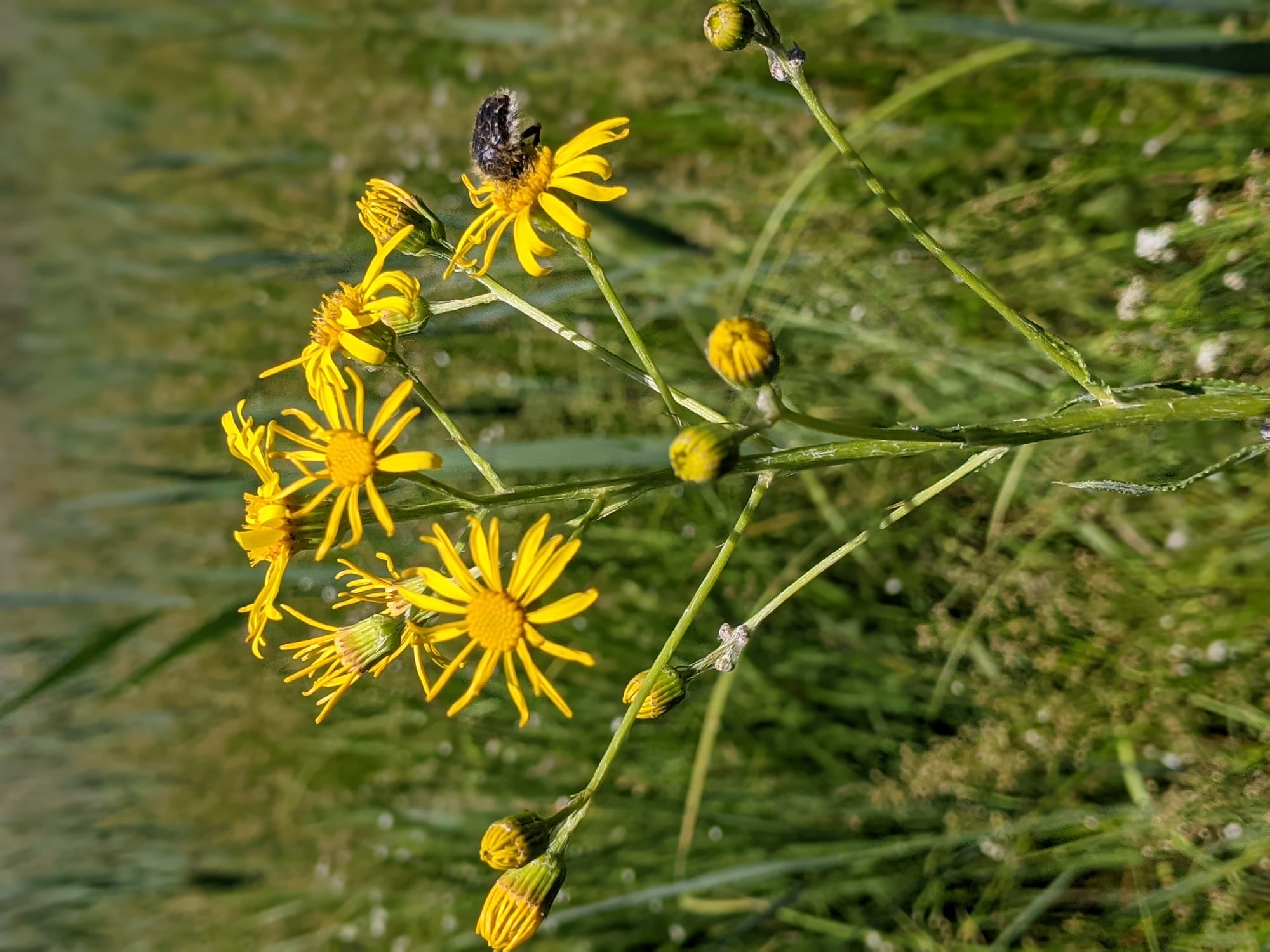 Suivi flore Rhoméo - méandres Serrières de Briord (2021)