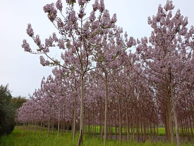 Blog della Paulownia