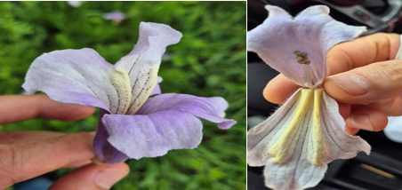 참오동나무 우량개체 선발 및 증식재료 수집(2025년 수행과제)